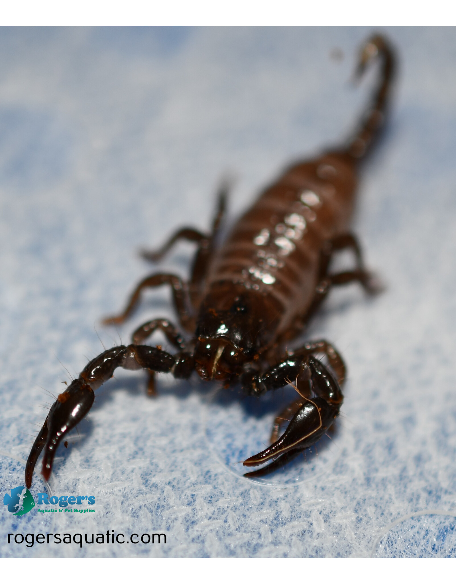 Emperor Scorpion - Pandinus imperator