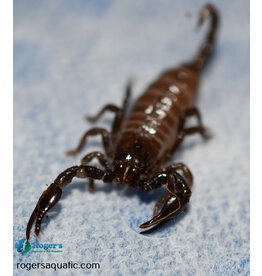 Emperor Scorpion - Pandinus imperator