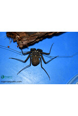 Roger's Aquatics Paraphrynus mexicanus "Tailless Whip Scorpion"