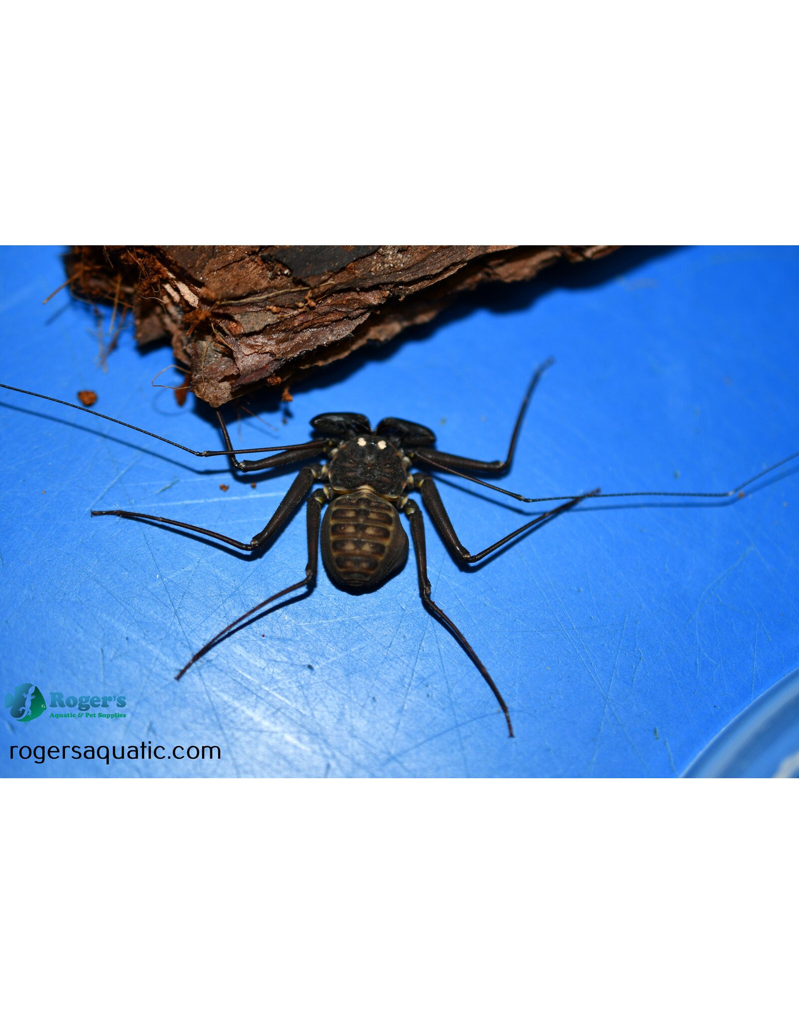 Roger's Aquatics Paraphrynus mexicanus "Tailless Whip Scorpion"