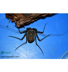 Roger's Aquatics Paraphrynus mexicanus "Tailless Whip Scorpion"