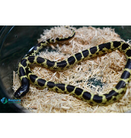 Roger's Aquatics KINGSNAKE - Desert - Male Hatched Summer 2023