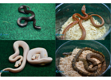 Snakes