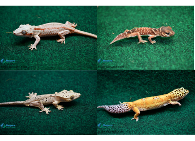 Geckos
