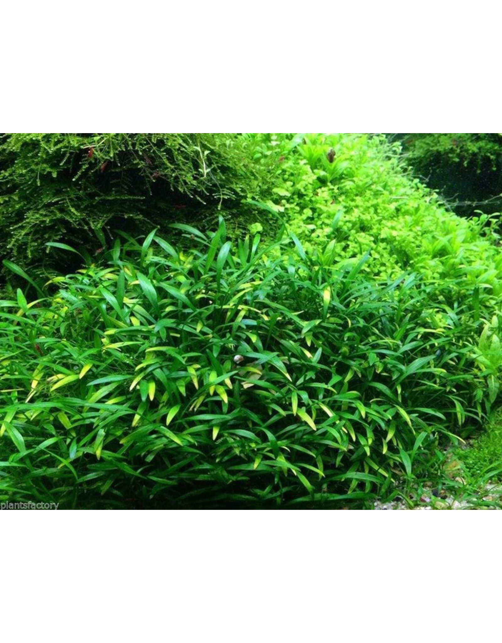 ADA BIO MIZUKUSA NO MORI Tissue Plant Culture Cryptocoryne parva