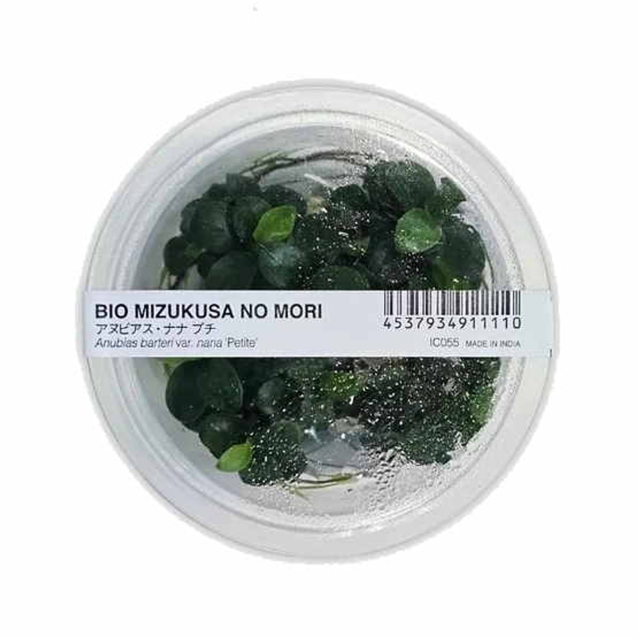 ADA BIO MIZUKUSA NO MORI Tissue Plant Culture Anubias barteri var