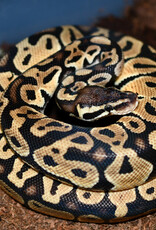 BP - Cinnamon Female Hatched Summer 2022