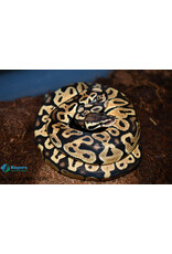 BP - Cinnamon Female Hatched Summer 2022