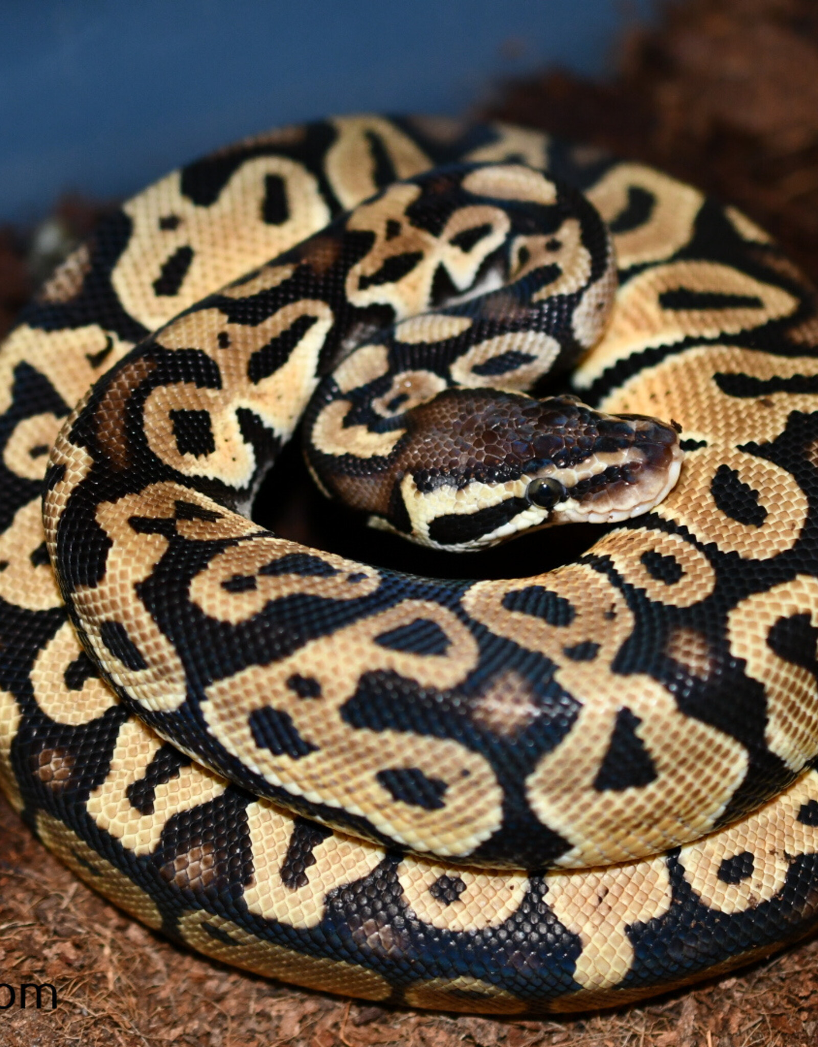 BP - Cinnamon Female Hatched Summer 2022