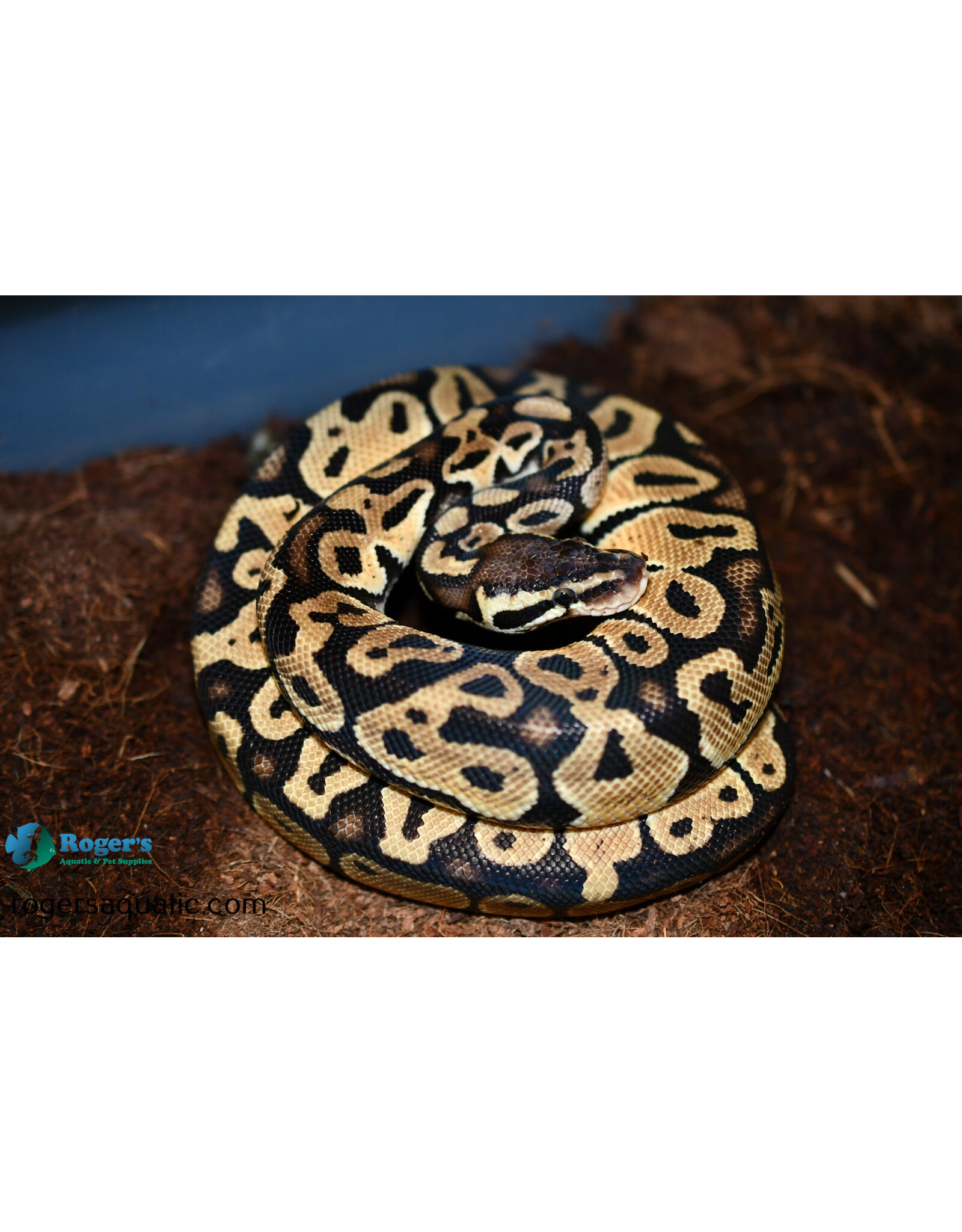 BP - Cinnamon Female Hatched Summer 2022