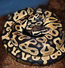 BP - Cinnamon Female Hatched Summer 2022