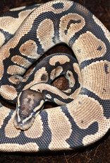 BP - Normal het Pied Unsexed Hatched Summer 2022