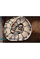 BP - Normal het Pied Unsexed Hatched Summer 2022