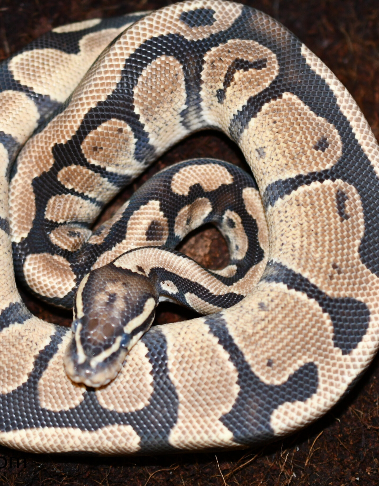 BP - Normal het Pied Unsexed Hatched Summer 2022