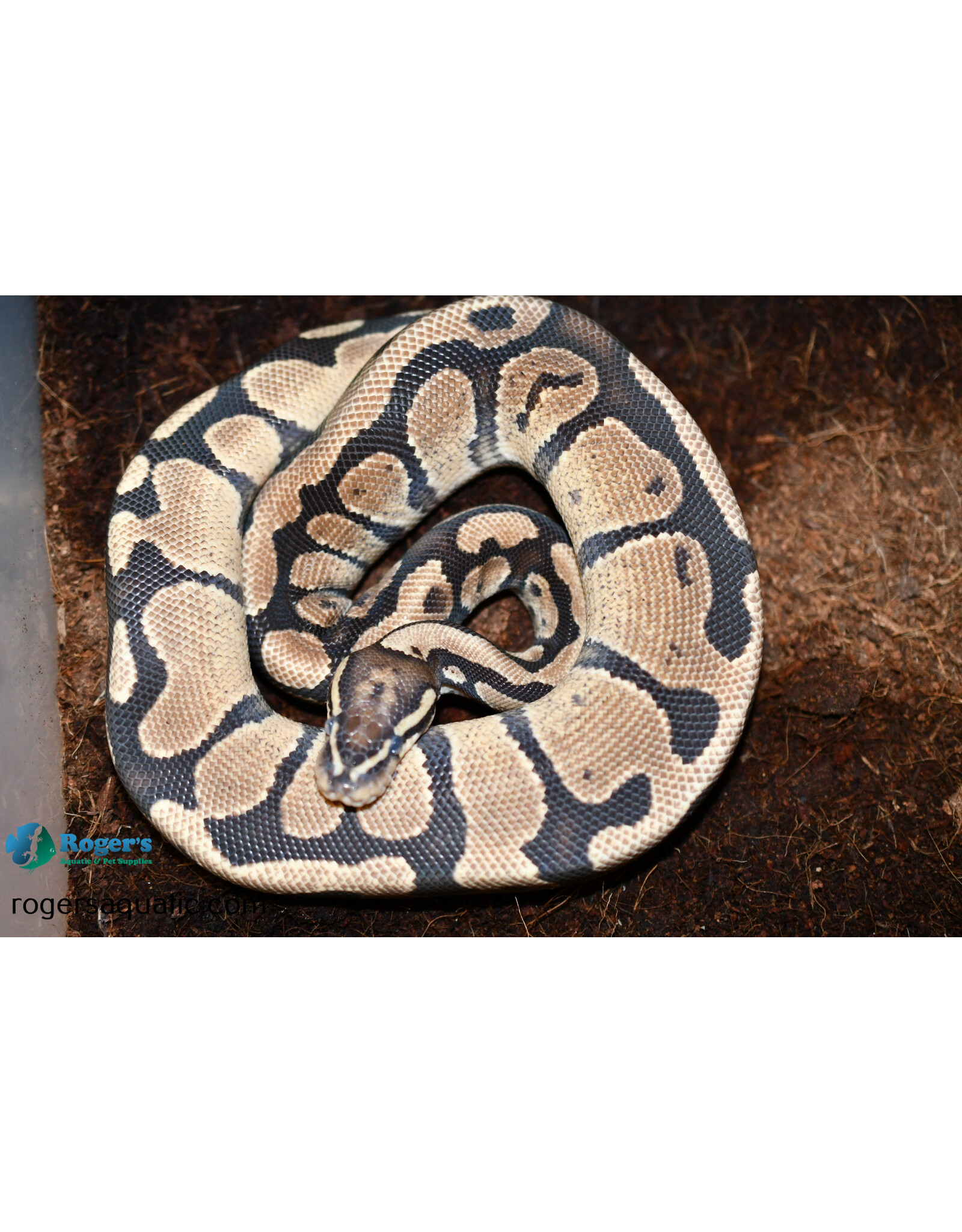 BP - Normal het Pied Unsexed Hatched Summer 2022