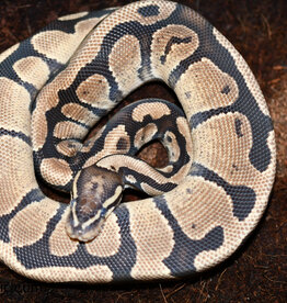 BP - Normal het Pied Unsexed Hatched Summer 2022