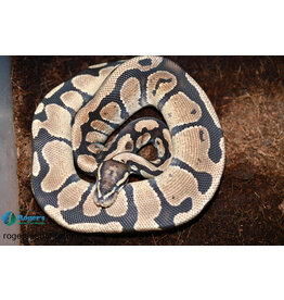 BP - Normal het Pied Unsexed Hatched Summer 2022