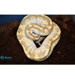 BP - Lesser Enchi Vanilla Male Hatched Spring 2022