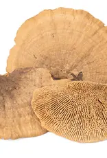 New Cal Pet NEWCAL Mini Sponge Mushrooms 3pc