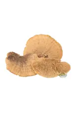 New Cal Pet NEWCAL Mini Sponge Mushrooms 3pc