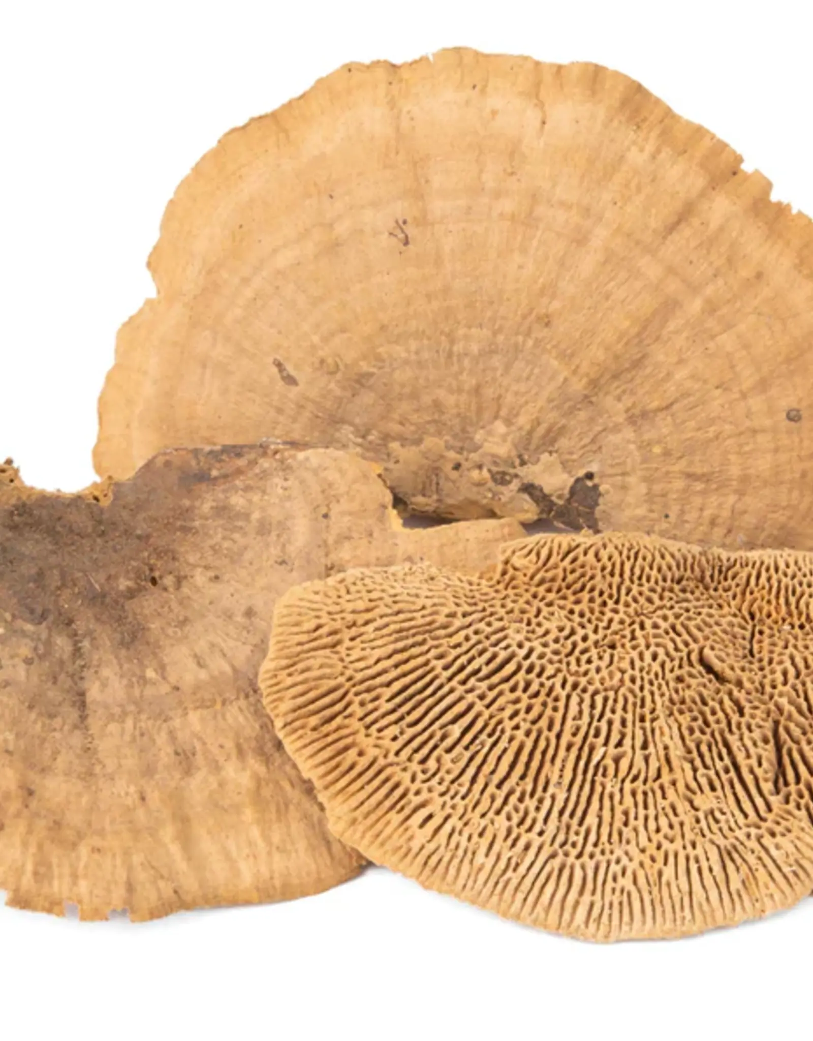 New Cal Pet NEWCAL Mini Sponge Mushrooms 3pc