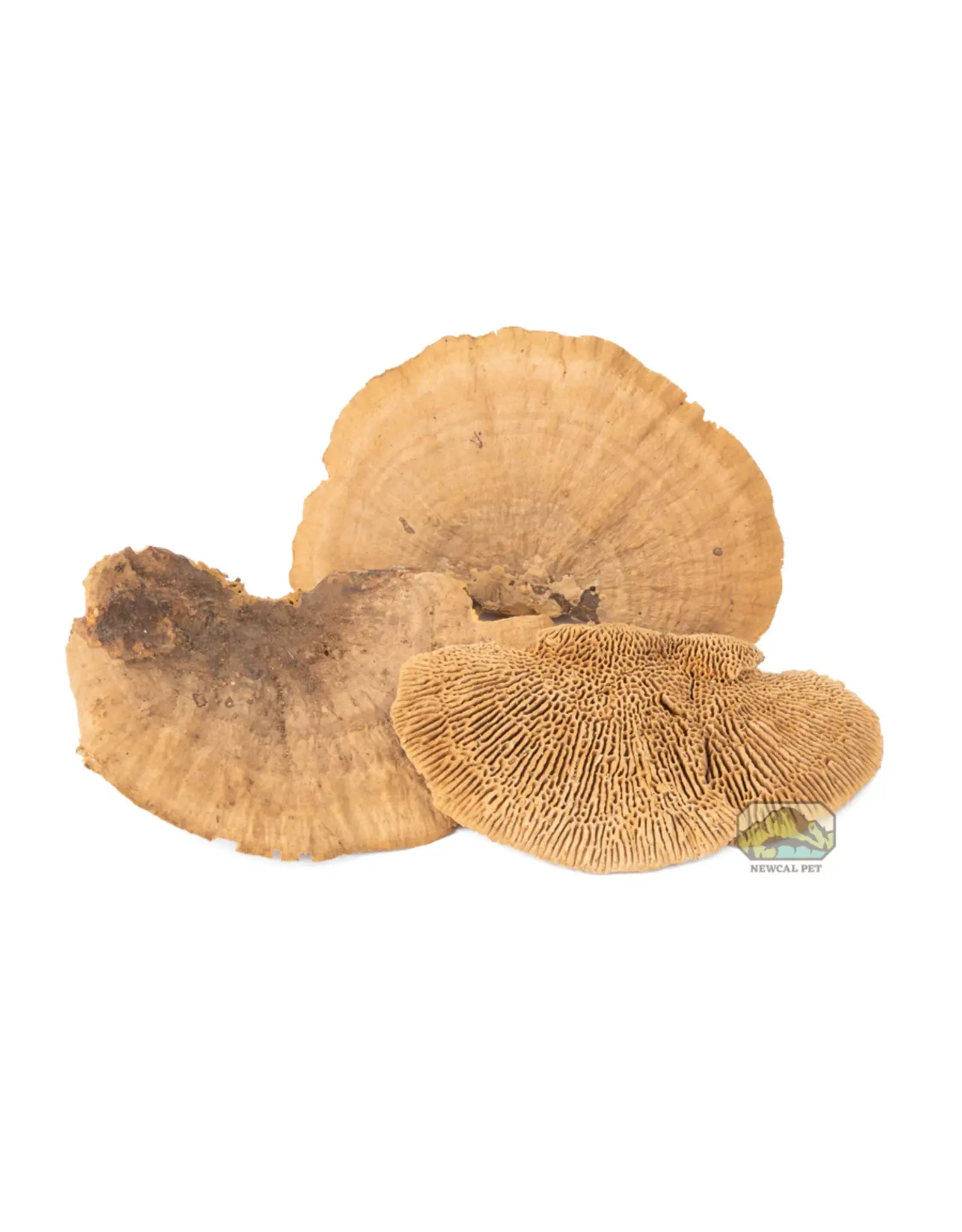 New Cal Pet NEWCAL Mini Sponge Mushrooms 3pc