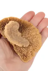 New Cal Pet NEWCAL Mini Sponge Mushrooms 3pc