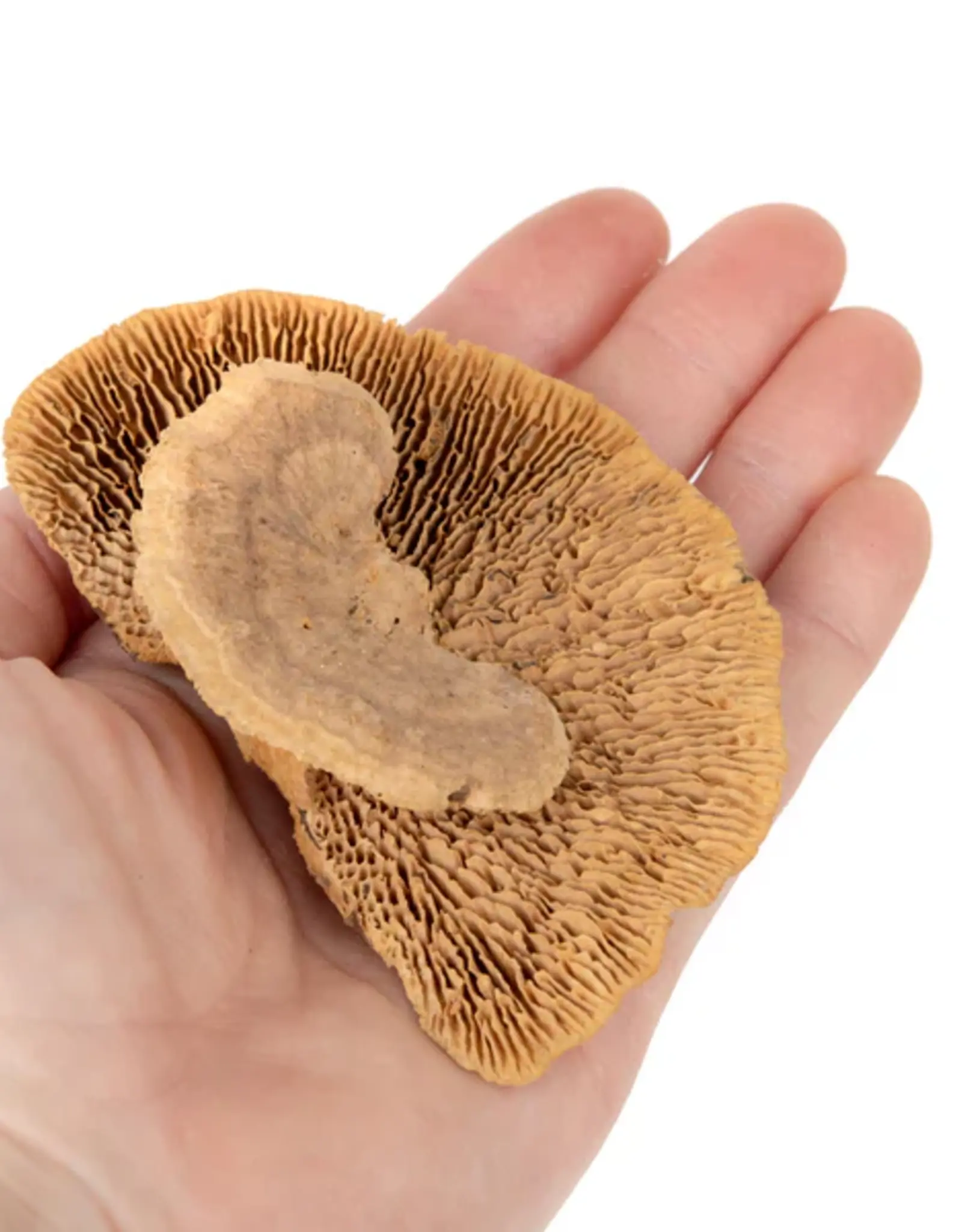 New Cal Pet NEWCAL Mini Sponge Mushrooms 3pc