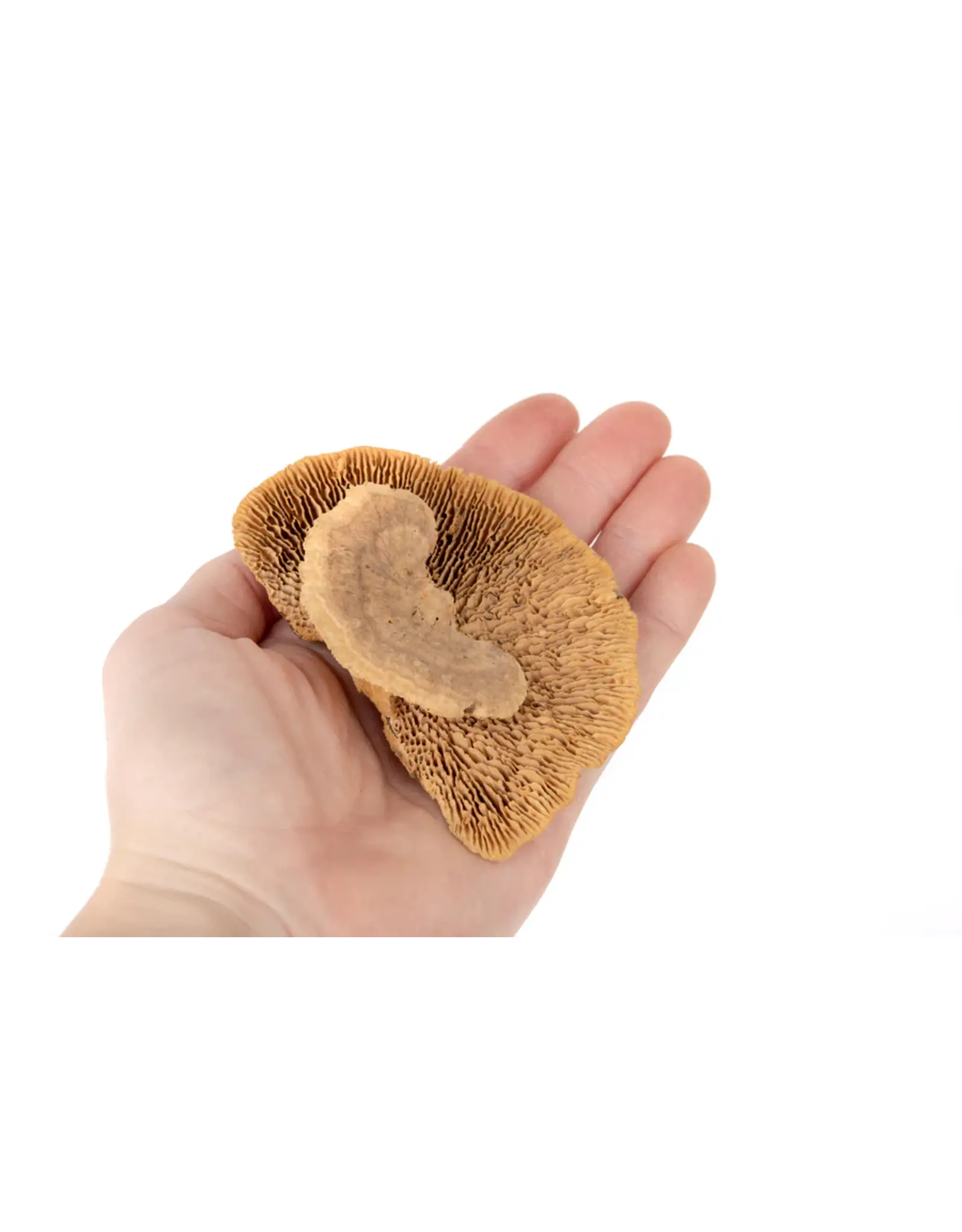 New Cal Pet NEWCAL Mini Sponge Mushrooms 3pc