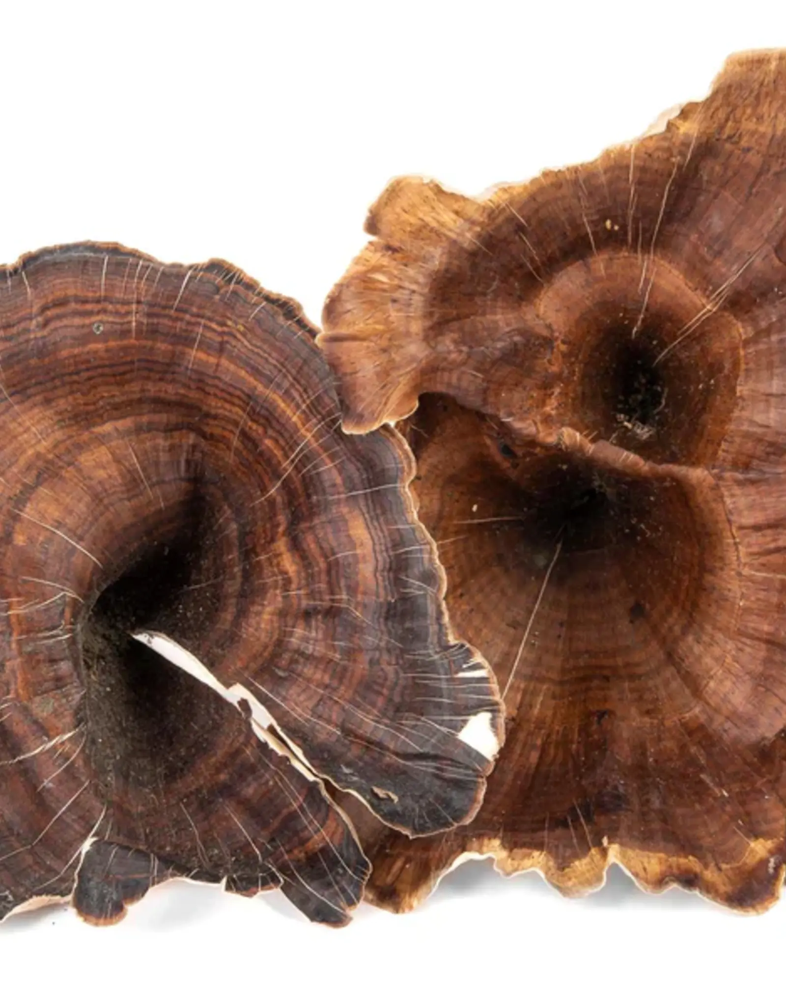 New Cal Pet NEWCAL Golden Mushrooms 4pc