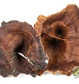 New Cal Pet NEWCAL Golden Mushrooms 4pc