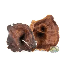 New Cal Pet NEWCAL Golden Mushrooms 4pc
