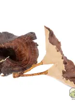 New Cal Pet NEWCAL Golden Mushrooms 4pc