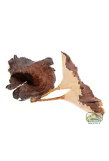 New Cal Pet NEWCAL Golden Mushrooms 4pc