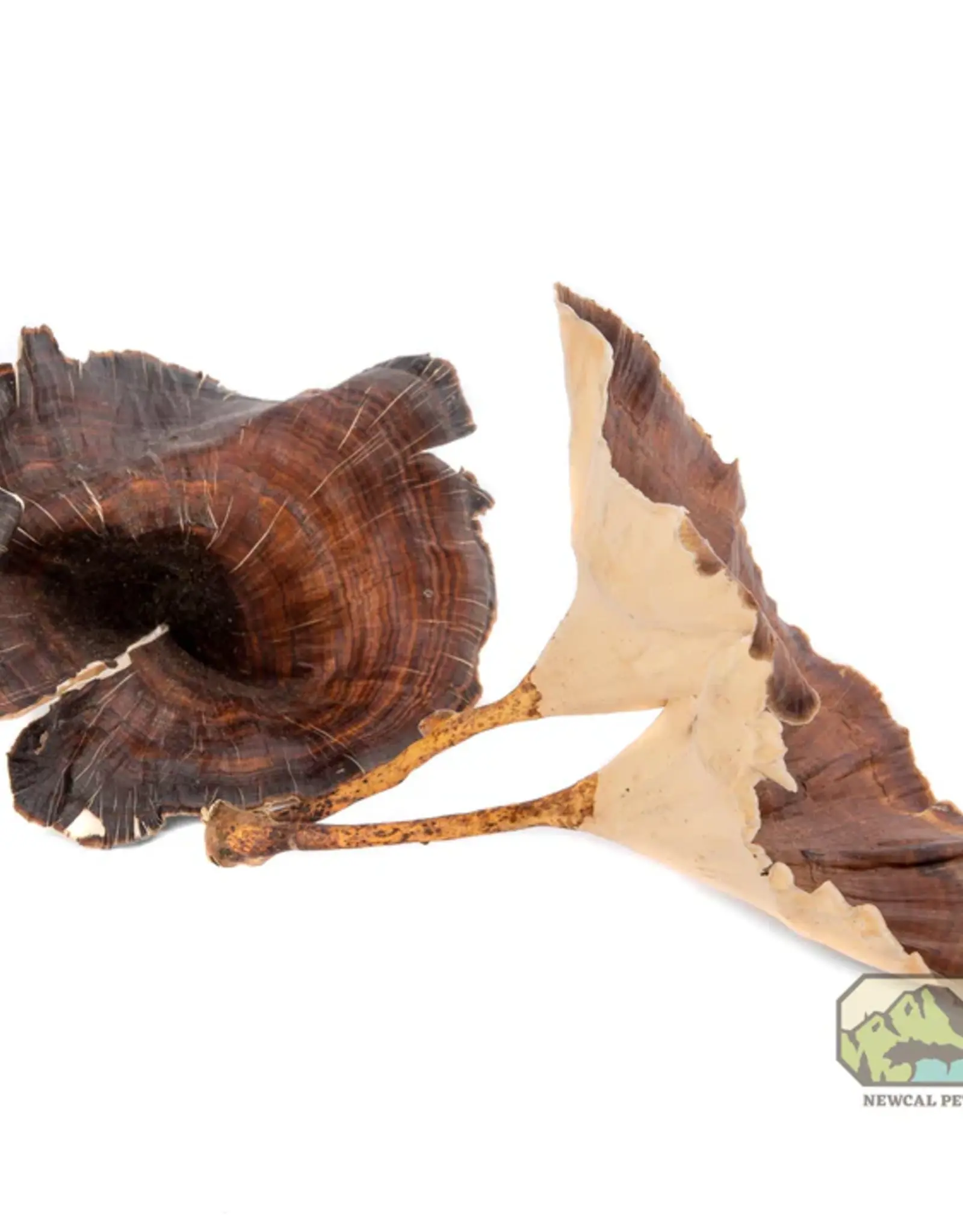 New Cal Pet NEWCAL Golden Mushrooms 4pc