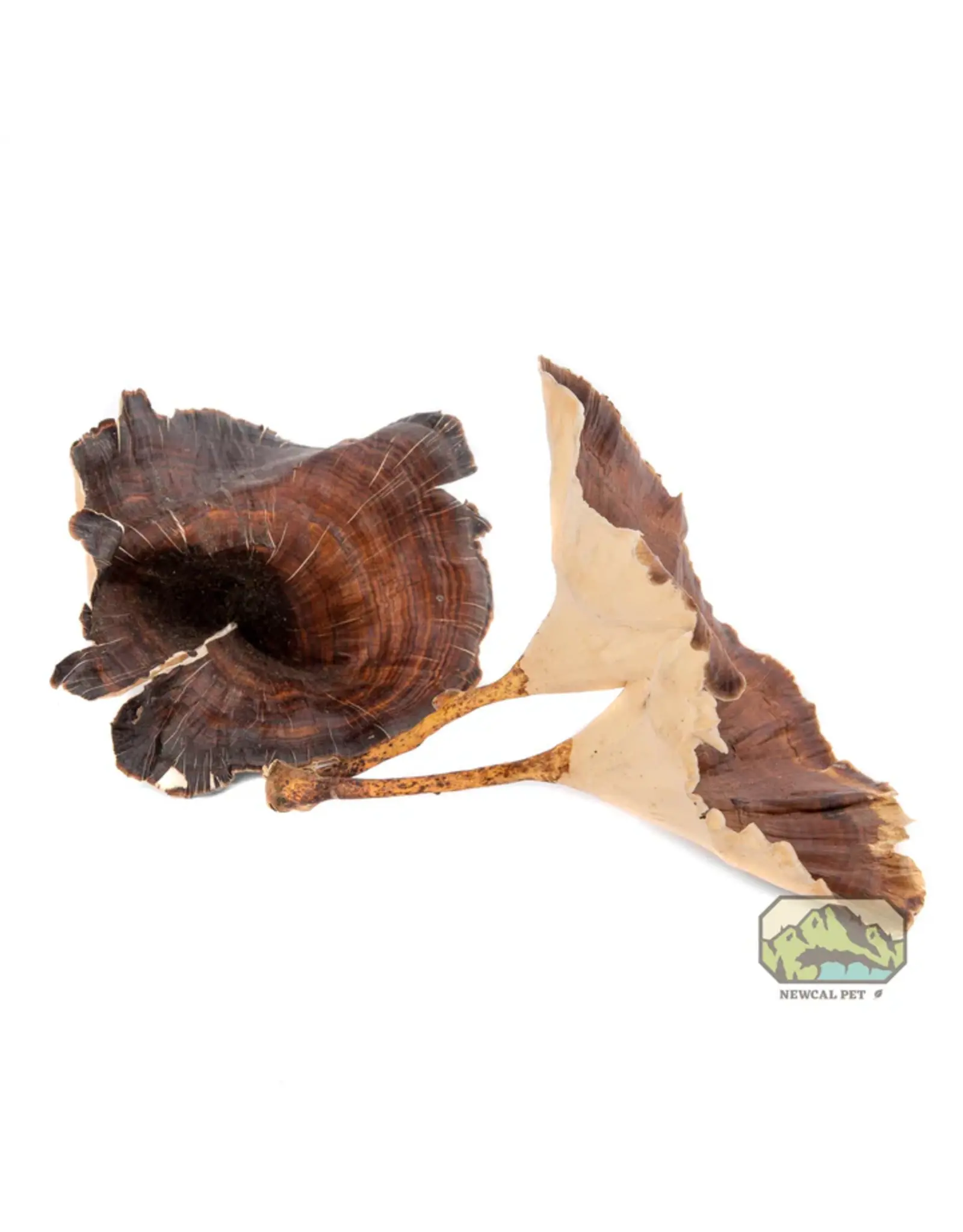 New Cal Pet NEWCAL Golden Mushrooms 4pc