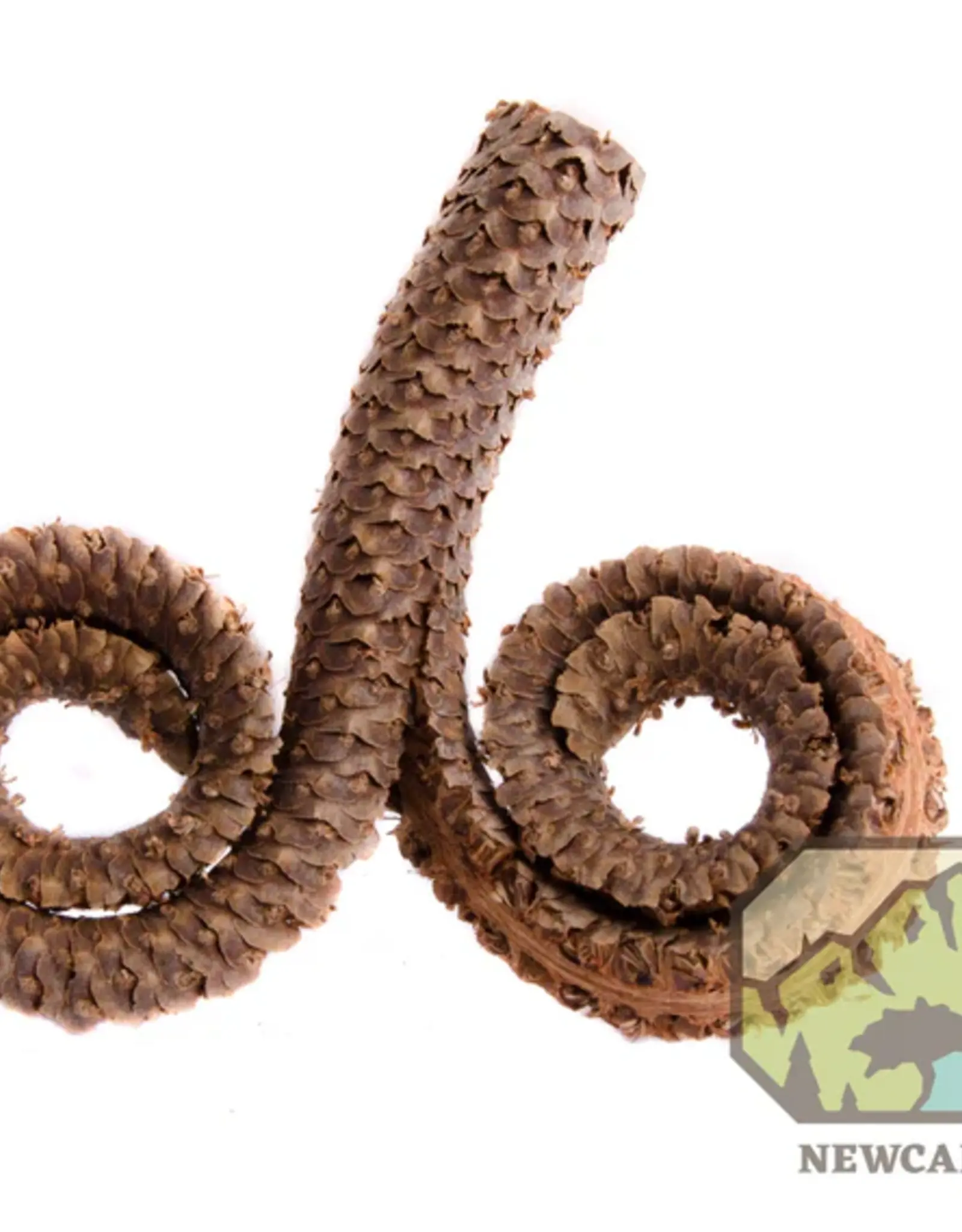 New Cal Pet NEWCAL Rams Head Pod 4-7" 2pc