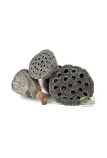 New Cal Pet NEWCAL Lotus Pods Mini 10pc