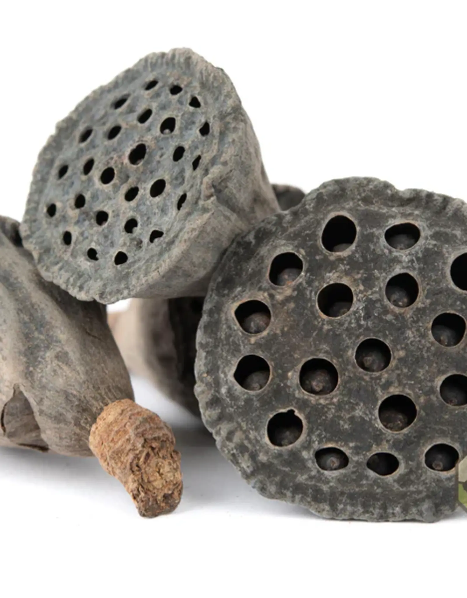 New Cal Pet NEWCAL Lotus Pods Mini 10pc