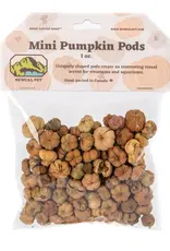 New Cal Pet NEWCAL Pumpkin Pods Mini 1oz