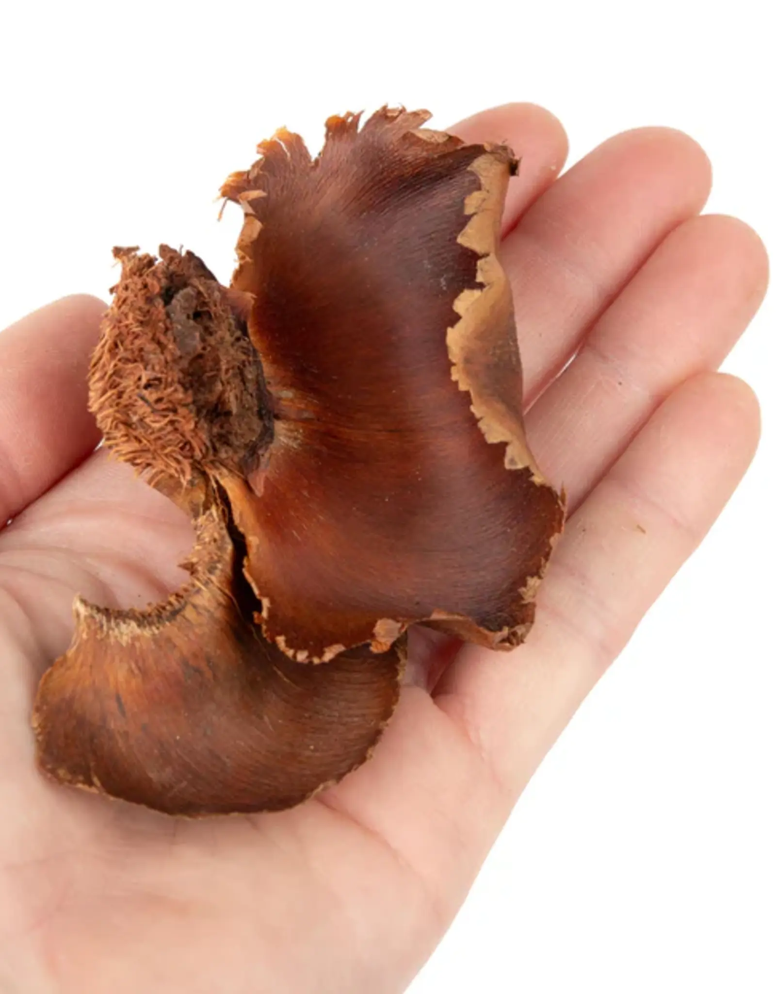 New Cal Pet NEWCAL Palm Petals 1oz