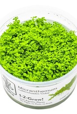 Tropica 1-2-GROW! Hemianthus callitrichoides 'Cuba'