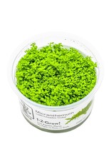 Tropica 1-2-GROW! Hemianthus callitrichoides 'Cuba'
