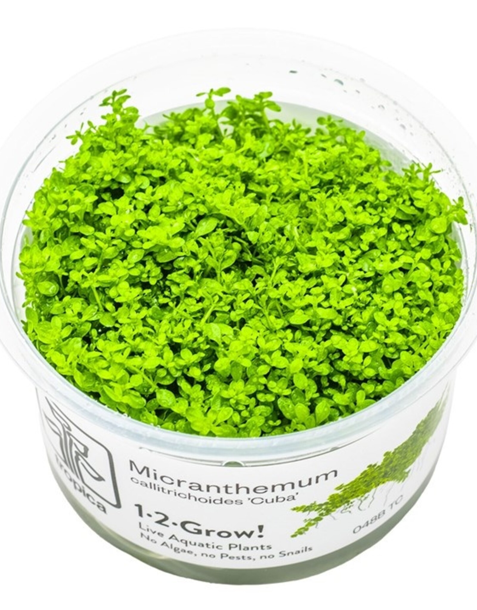Tropica 1-2-GROW! Hemianthus callitrichoides 'Cuba'