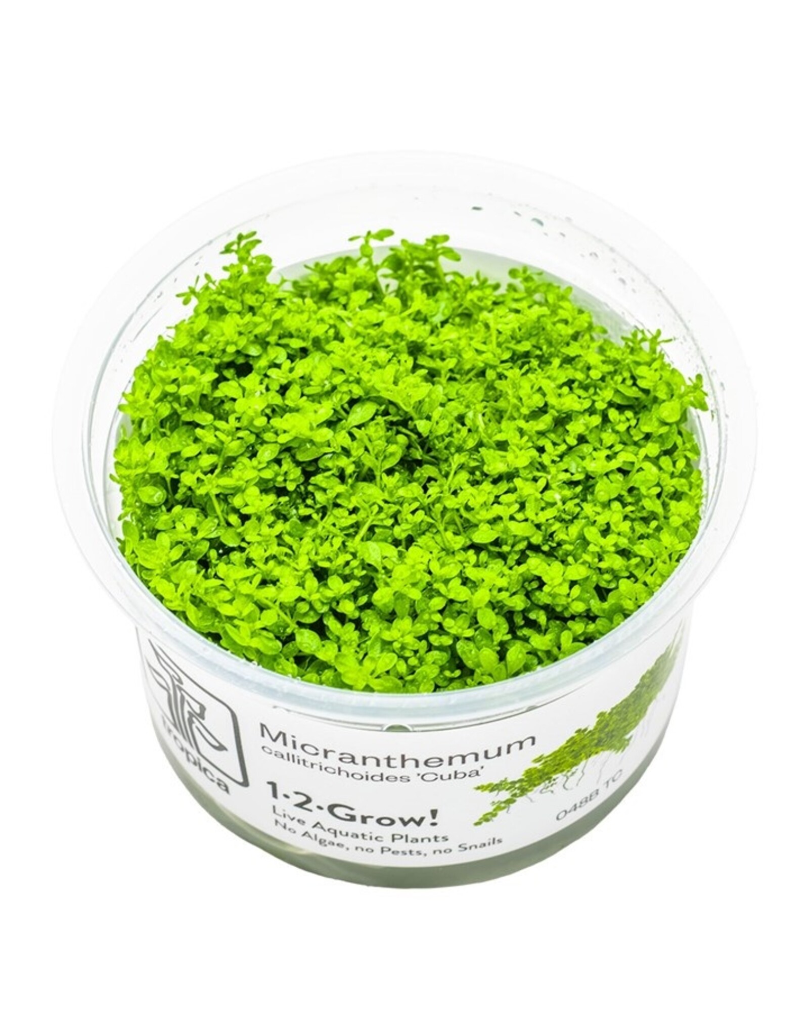 Tropica 1-2-GROW! Hemianthus callitrichoides 'Cuba'