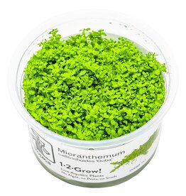 Tropica 1-2-GROW! Hemianthus callitrichoides 'Cuba'