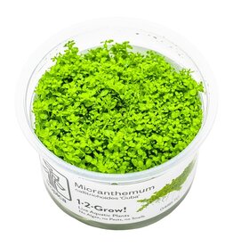 Tropica 1-2-GROW! Hemianthus callitrichoides 'Cuba'