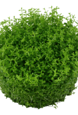 Tropica 1-2-GROW! Hemianthus callitrichoides 'Cuba'