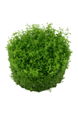 Tropica 1-2-GROW! Hemianthus callitrichoides 'Cuba'
