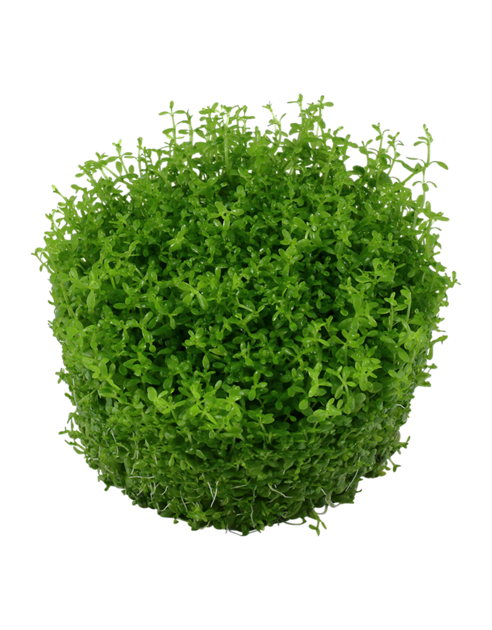 Tropica 1-2-GROW! Hemianthus callitrichoides 'Cuba'
